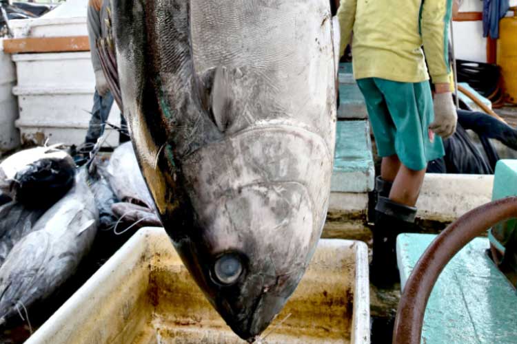 indonesiaseafood-indonesiaseafood_artikel_2.jpg