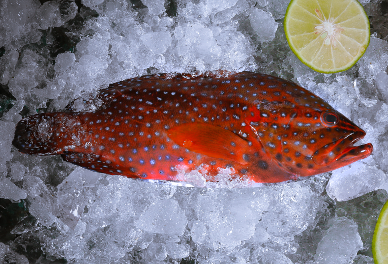 grouper_indonesiaseafood_20211015113238.png